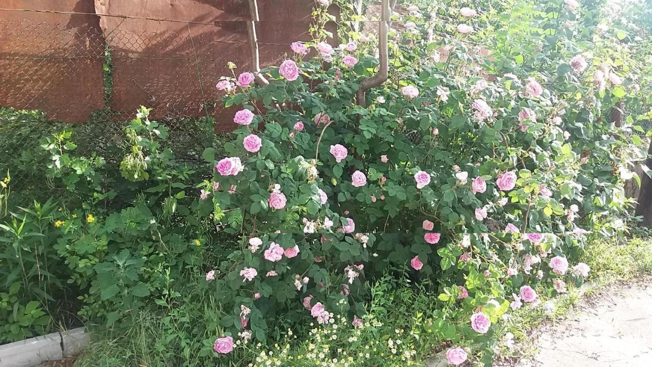 Dacha V Arkadii Hotel Odessa Eksteriør billede